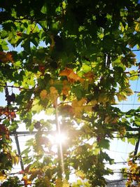 Low angle view of sunlight streaming through tree