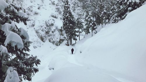 Snow covered trees on mountain