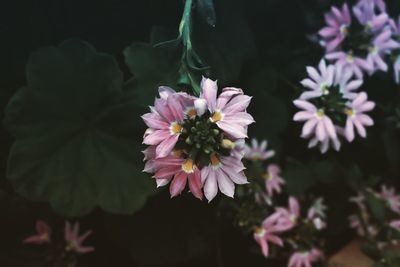 Close-up of pink flowering plant