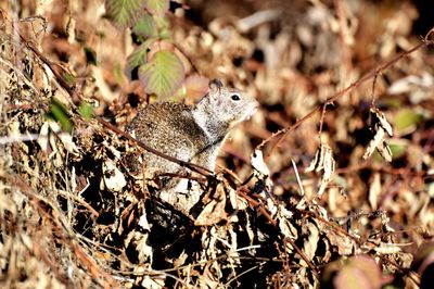 View of squirrel on tree