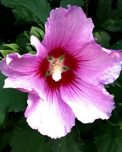Close-up of pink flower