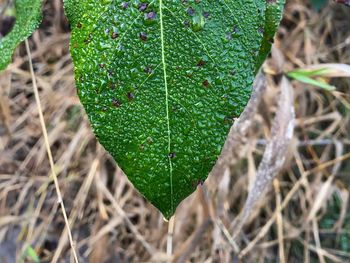 Close-up of water drops on leaf