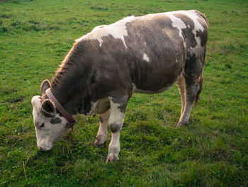 Cows grazing on field