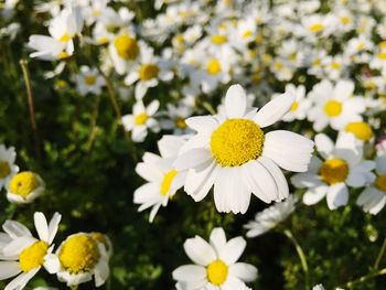 Close-up of white flowers blooming outdoors