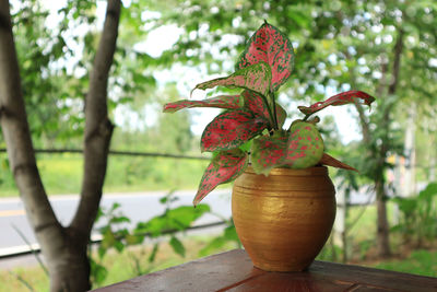 Close-up of red flower on tree trunk