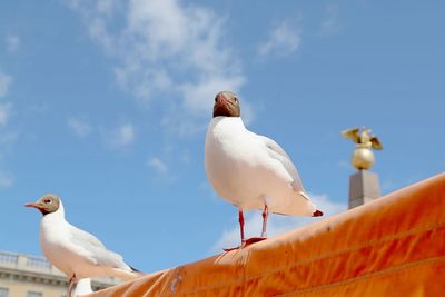 Low angle view of seagulls perching against sky