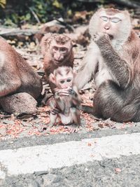 Monkeys with infant sitting on roadside