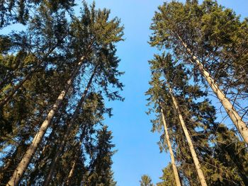 Low angle view of trees against sky