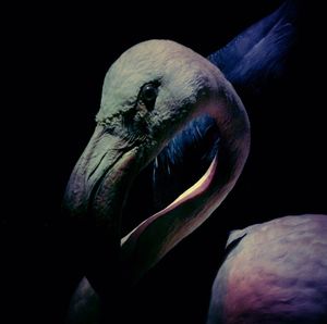 Close up of a bird