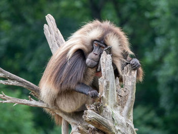 Monkey sitting on tree