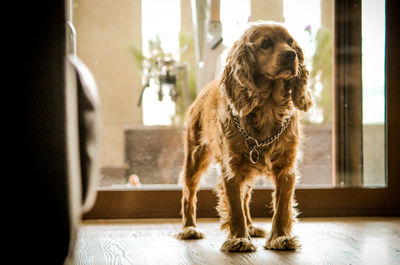 Dog looking away while standing on table at home