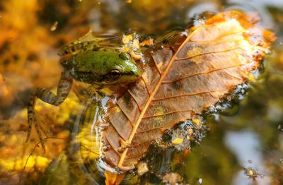 Close-up of insect on leaf