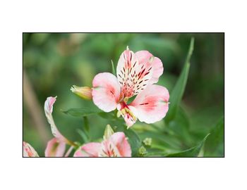 Close-up of pink flowers