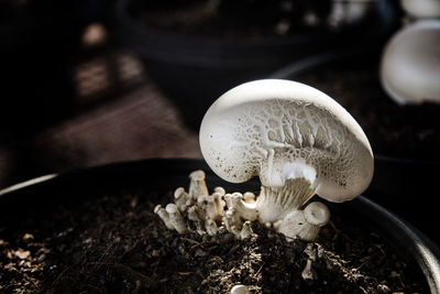 Close-up of mushrooms