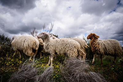 A herd of sheeps in a field of spain.