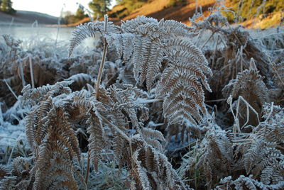 Close-up of snow on plants during winter