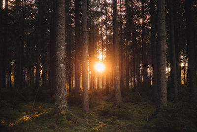 Sunlight streaming through trees in forest