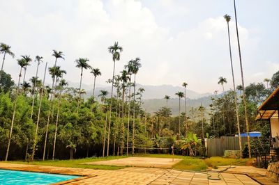 Palm trees by swimming pool against sky