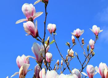 Low angle view of magnolia blossoms against sky