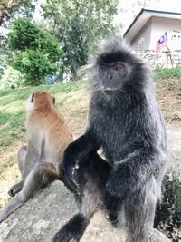 Two cats sitting on land