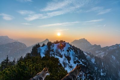 Scenic view with wolf of snowcapped mountains against sky during sunset