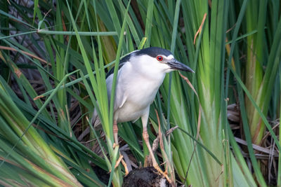 Close-up of a bird perching on grass