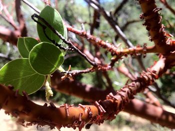 Close-up of leaves on branch