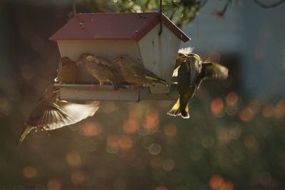 Close-up of bird flying