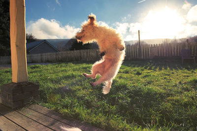 Dog on grass against sky