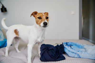 Portrait of dog sitting on bed at home