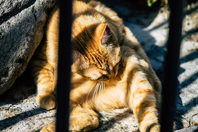 Close-up of a cat