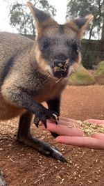 Close-up of hand holding kangaroo 