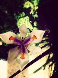 Close-up of flower