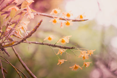 Close-up of flowering plant