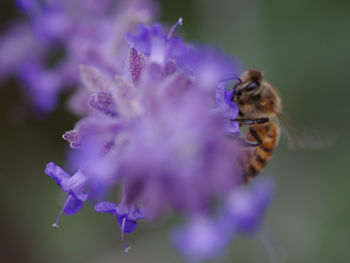 Close-up of bee pollinating on purple flower