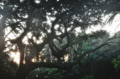 Low angle view of trees in forest