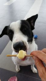 Cropped hand feeding popsicle to dog on footpath
