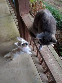 High angle view of cat on wood