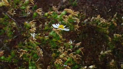 Close-up of flowers blooming on field