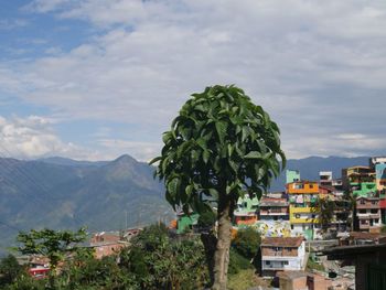 Trees and townscape against sky