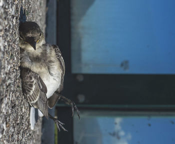 Close-up of dead bird