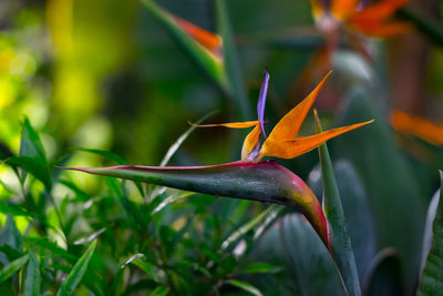 Close-up of red flower blooming outdoors