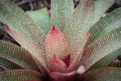 Full frame shot of leaves