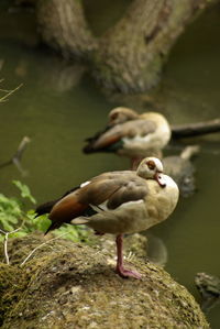 Close-up of bird perching  a fallen tree