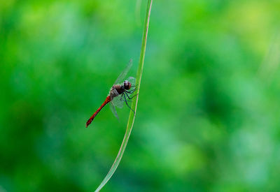 Close-up of dragonfly on plant