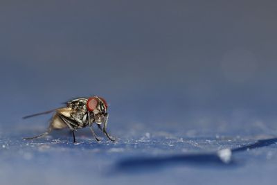 Close-up of fly on table