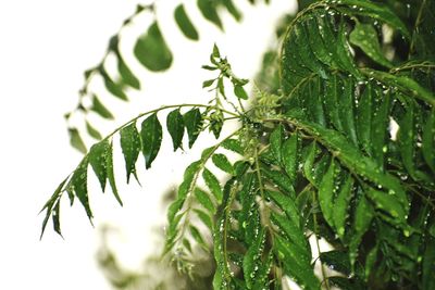 Close-up of raindrops on pine tree