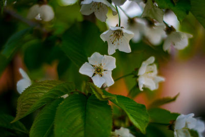 Close-up of white flowering plant