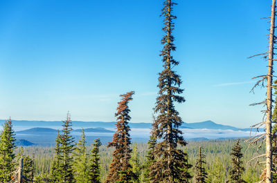 Trees growing on field against sky
