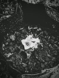 Close-up of leaves